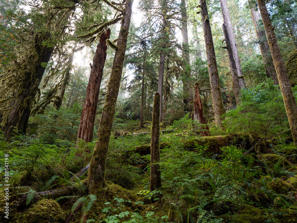 Dense, lush forest in Olympic National Park Dense, lush forest in Olympic National Park