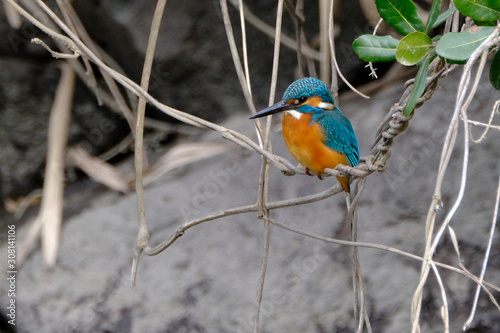 kingfisher in forest © Matthewadobe