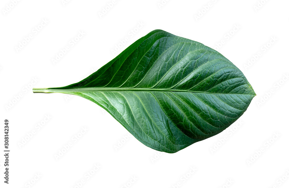Fototapeta premium Queen of the Leafy Plants