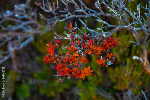 Terra del Fuego photo