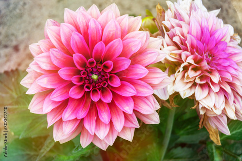 Pink and big flower in the sun. Light reflections and blurry plot decoration background. Dahlia in the garden.