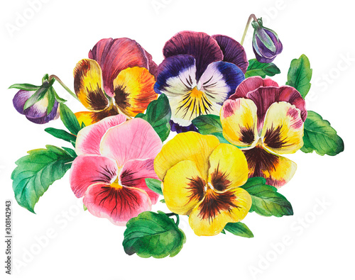 Bouquet of colored pansies flowers on isolated white background, watercolor hand drawing. Stock illustration.