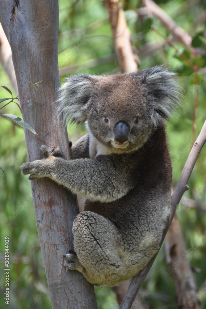 Obraz premium コアラ