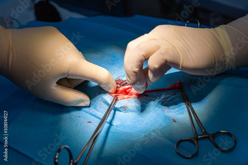 Картината върху платно Ovarian horn exposure in a cat