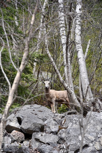 A mountain goat stands atop a small cliff in the Canadian Rockies