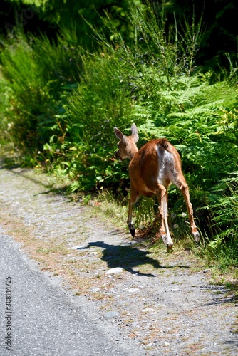 A deer runs on the side of a road © Murray