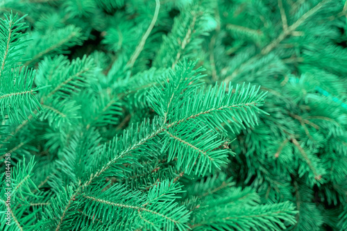 Natural fir branches. Christmas  Happy new year background  trendy green blue colors
