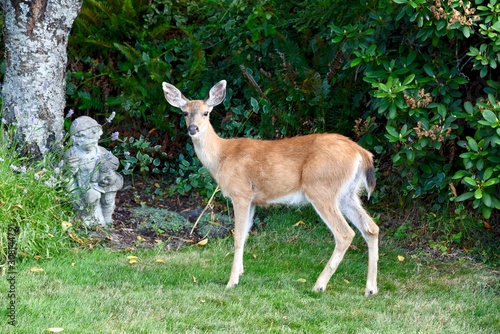 A deer poses in a garden