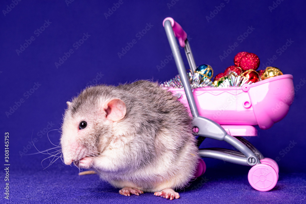 Dumbo pram online