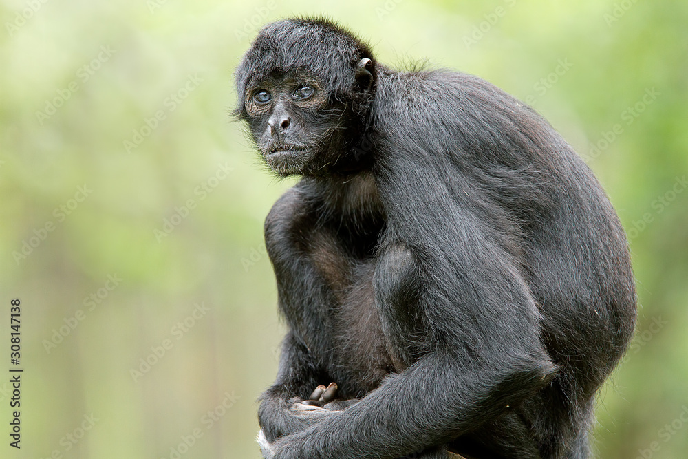 Portrait of a Black Columbian Spider Monkey Portrait of a Black Columbian Spider Monkey