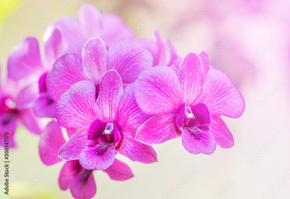 Close up pink orchids tropical flowers blooming growth in garden selective focus Close up pink orchids tropical flowers blooming growth in garden selective focus