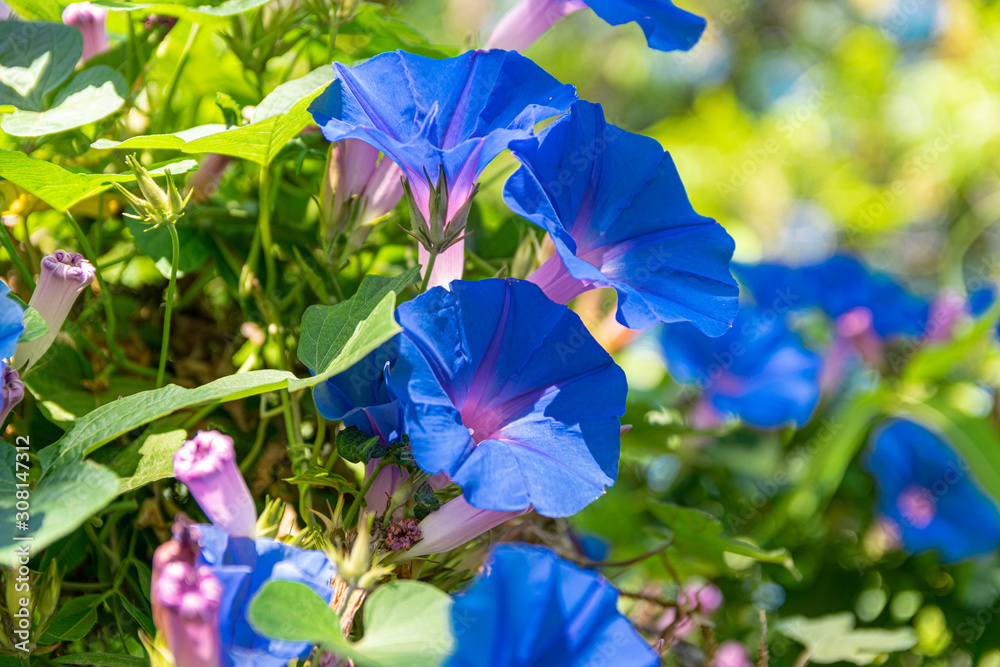 blue flowers in the garden