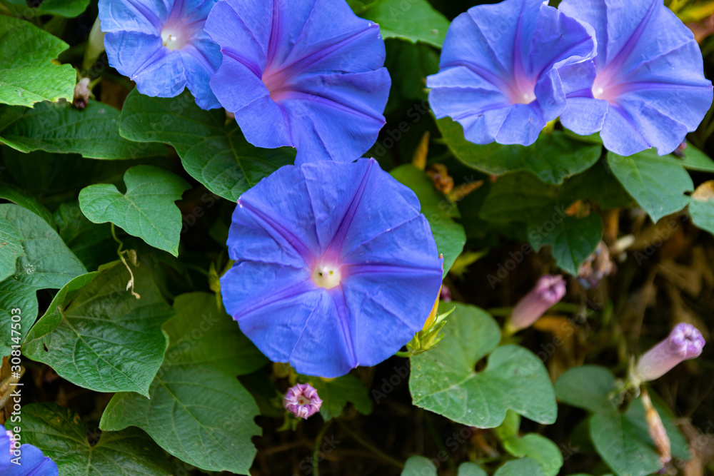blue flowers in the garden