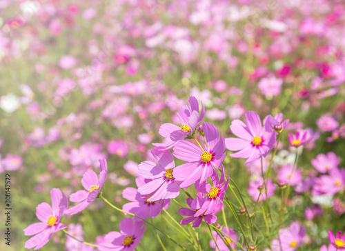 colorful many pink cosmos flowers blooming in the field on sunny 