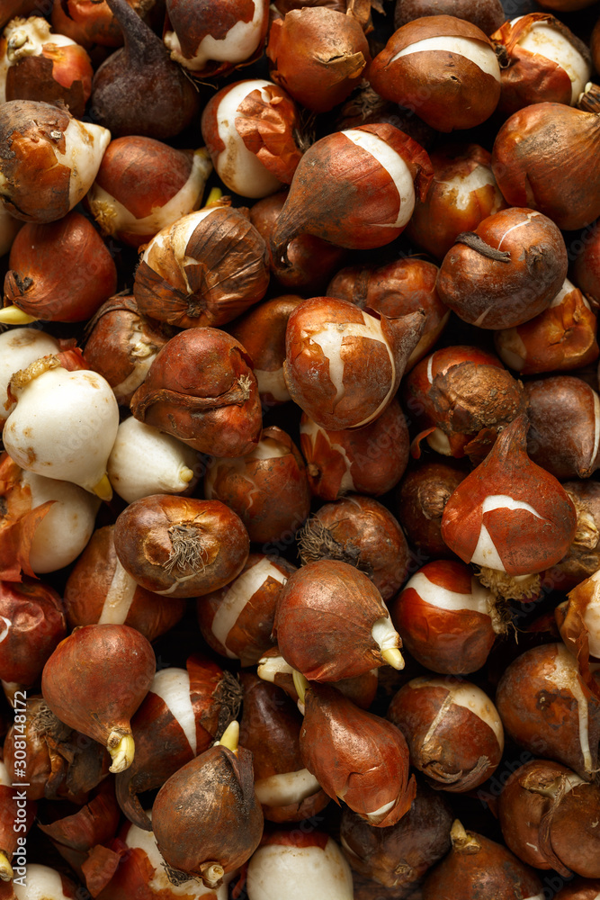 tulip bulbs with little shoots ready for planting out to flower in next spring, background tulip bulbs with little shoots ready for planting out to flower in next spring, background