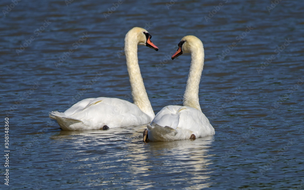 Beautiful swan couple Beautiful swan couple