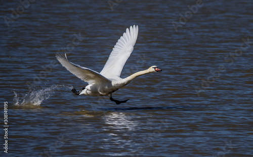 Beautiful flying swan