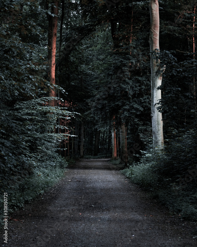 Deep forest shot with a pathway.