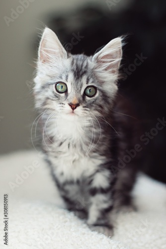 Silver tabby main coon kitten © Kamilia