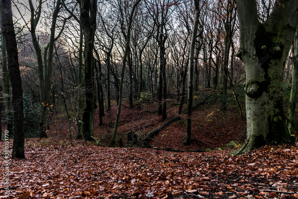 Late fall in forest with so many leafs.