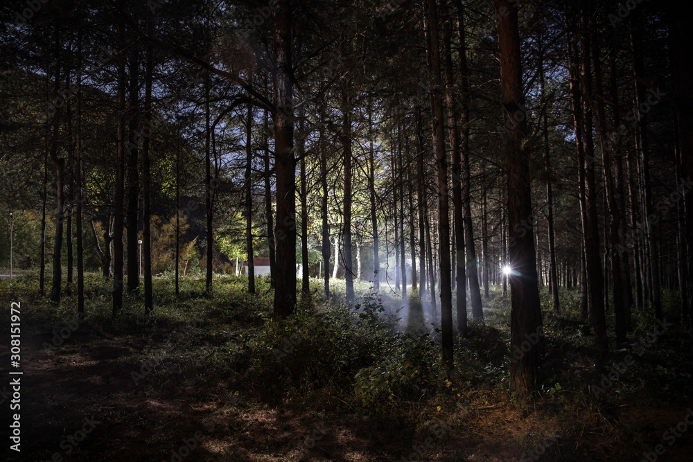 Magical lights sparkling in mysterious pine forest at night. Magical lights sparkling in mysterious pine forest at night.