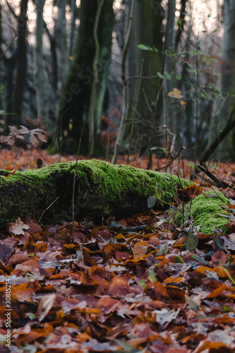 Mossy wood block with blurry bakcground.