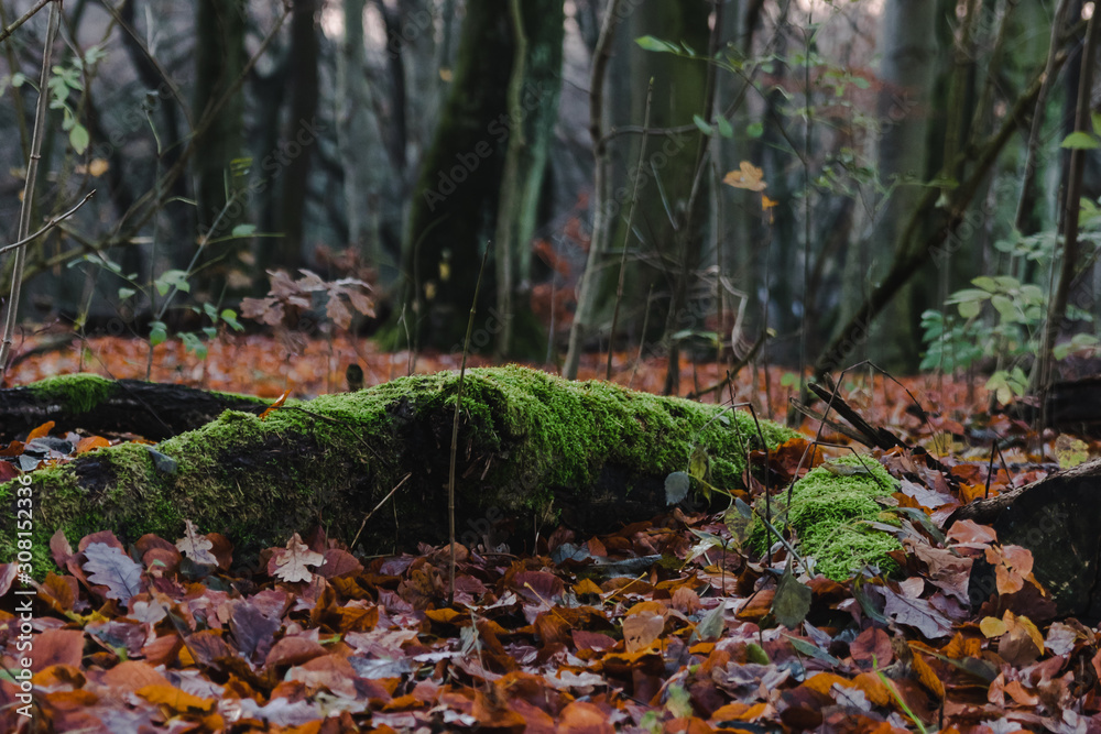 Mossy wood block with blurry bakcground. Mossy wood block with blurry bakcground.