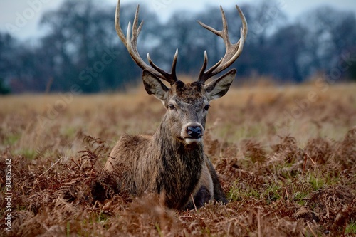 A deer resting in the field.