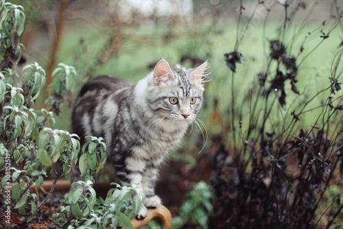 Silver tabby cat outside in autumn © Kamilia
