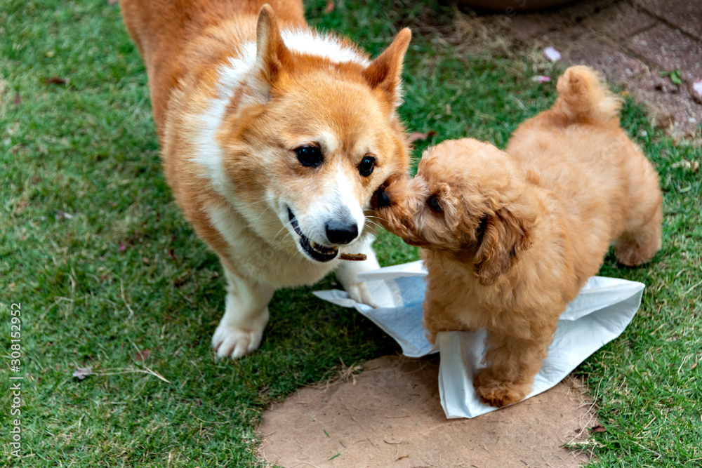 First contact of two dogs, Welch corgi and puppy of toy poodle in the garden