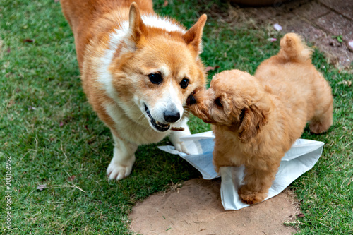 Obraz na płótnie First contact of two dogs, Welch corgi and puppy of toy poodle in the garden w salonie