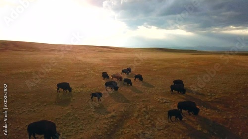 Buffalo herd