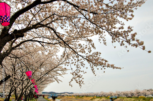 Full blooming of cherry blossoms along Muko river photo