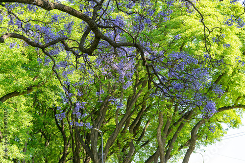 Blooming jacaranda trees in the spring of Buenos Aires  Argentina