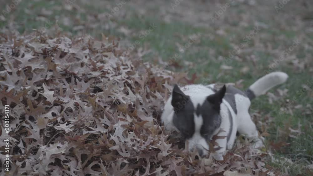 woman and dog playing in the leaves ungraded woman and dog playing in the leaves ungraded