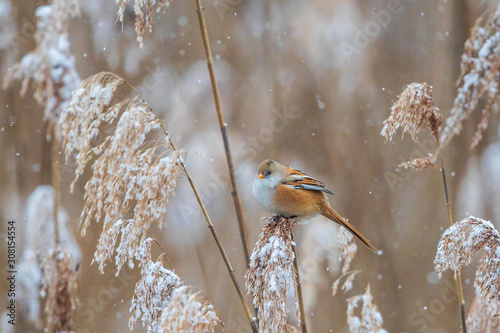 Bearded Tit (Panurus biarmicus) female foraging in snowy reeds, Baden-Wuerttemberg, Germany photo