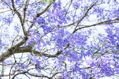 Blooming jacaranda trees in the spring of Buenos Aires, Argentina