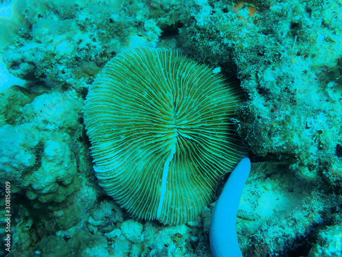 Mushroom coral, Fungia species in the tropical coral reef.