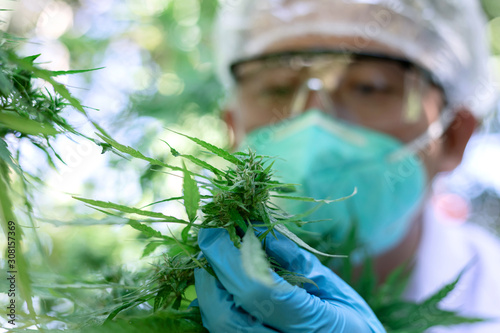 Portrait of scientist with mask, glasses and gloves checking hemp plants in a marijuana farm.Marijuana research, cbd oil, alternative herbal medicine concept, pharmaceutical industry.se.