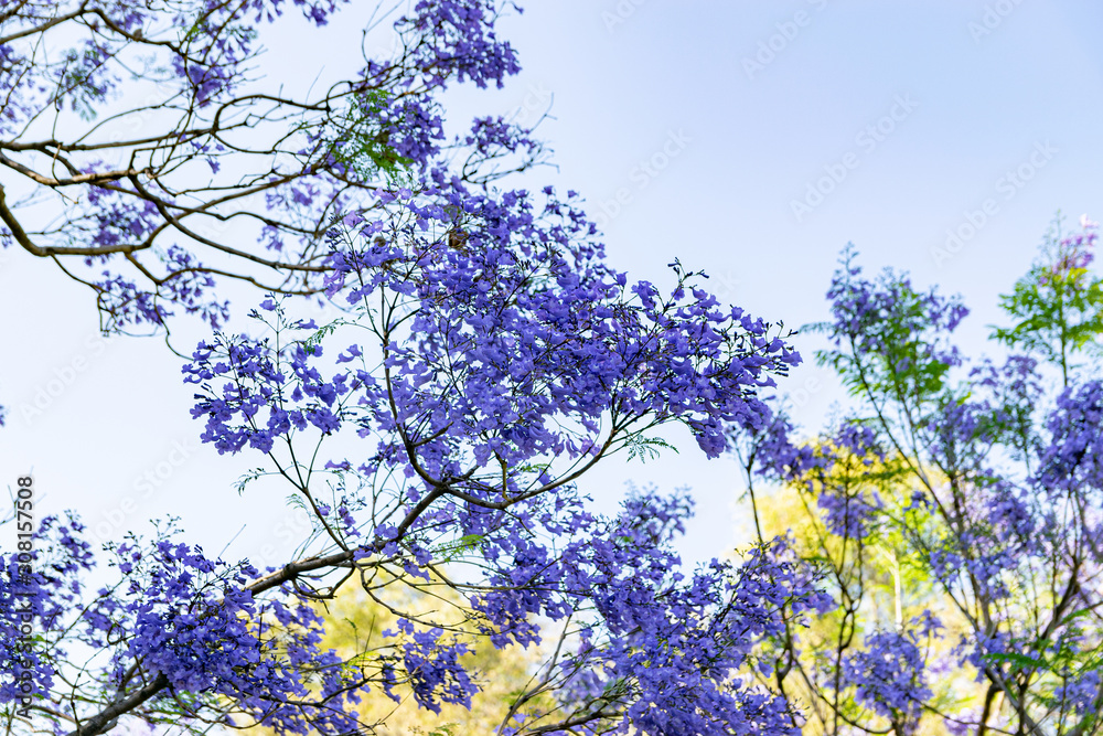 Blooming jacaranda trees in the spring of Buenos Aires, Argentina