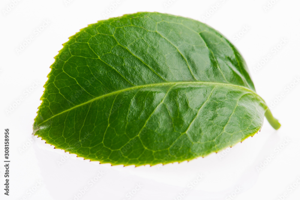 Green tea leaf isolated on white background Green tea leaf isolated on white background