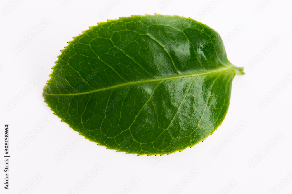 Obraz premium Green tea leaf isolated on white background
