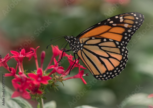 butterfly on flower Monarch © Janal