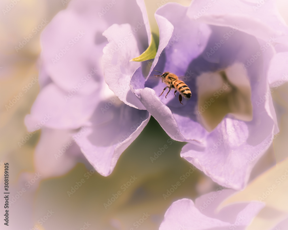 Fototapeta premium Bee on flower 1