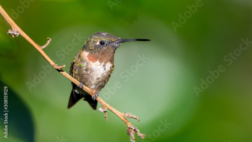 Ruby-throated Humingbird Closeup photo