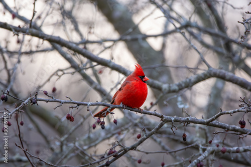 Male Northern Cardinal in Tree