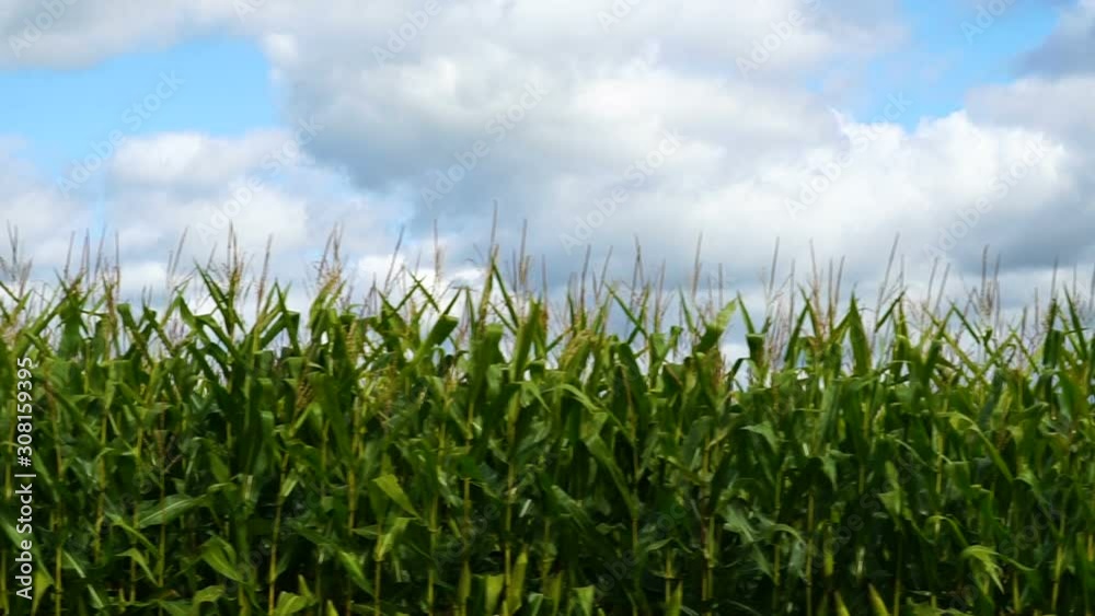Corn Farm Land During A Beautiful Sunny Day Corn Farm Land During A Beautiful Sunny Day