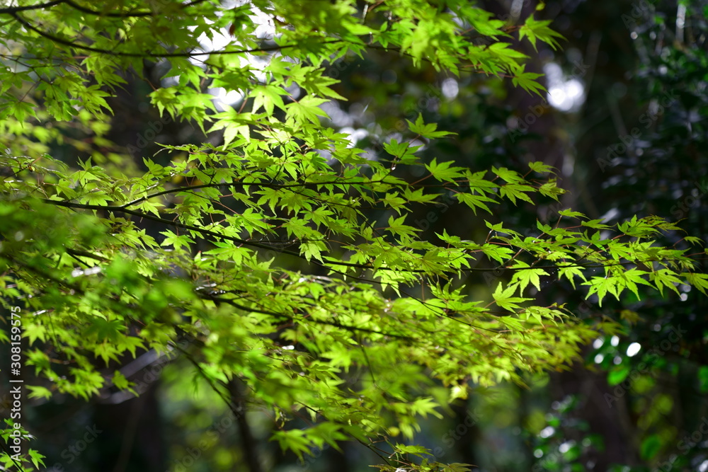Colorful maple leaves (Autumn leaves) Colorful maple leaves (Autumn leaves)
