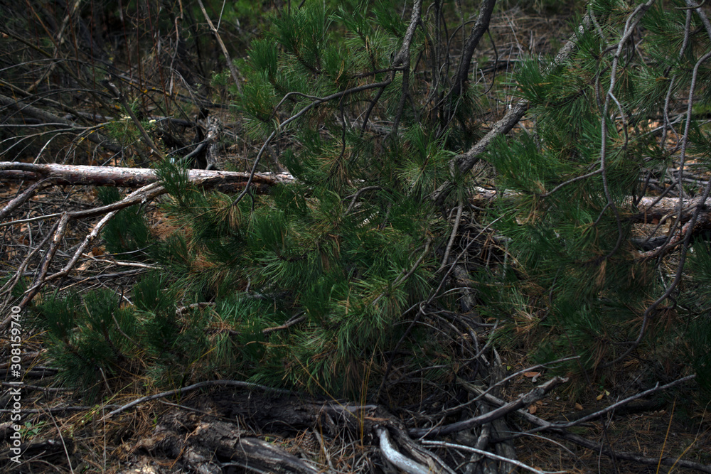 background texture pine needles Christmas trees in the forest background texture pine needles Christmas trees in the forest