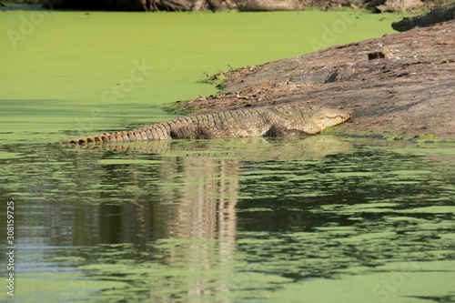 Mugger Crocodile (Crocodylus palustris), Udawalawe National Park, Sri Lanka